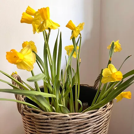 Bilocale Golf One Bedroom & Living With Sofa Bed * 라팔로